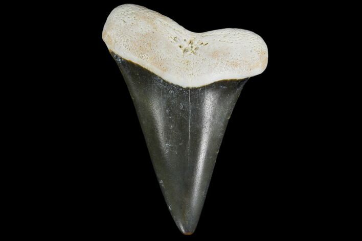 Fossil Mako (Isurus) Tooth - Bone Valley, Florida #113856